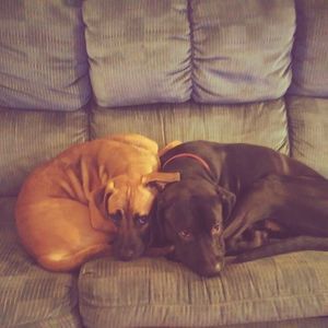 Meet your Posher, William